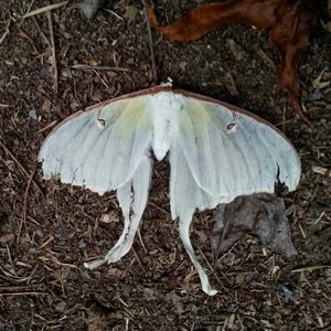 Meet your Posher, Aisha